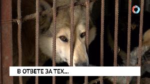 В ответе за тех…