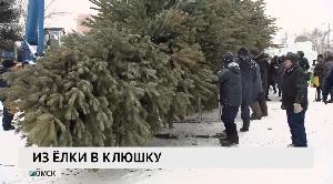 Из ёлки – в клюшку