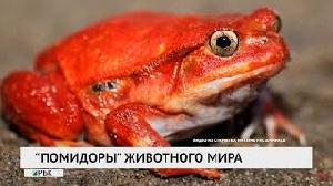 "Помидоры" животного мира