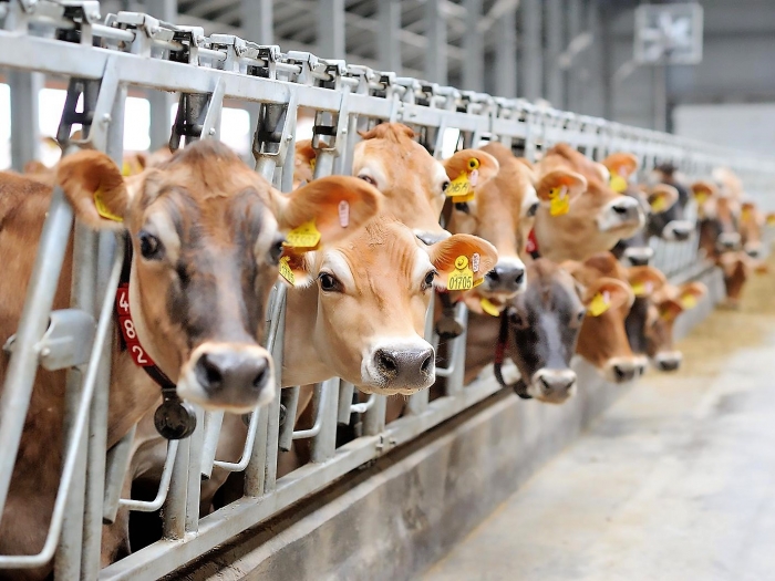 Омский Референтный центр разработал технические условия на побочные продукты животноводства для 182 предприятий региона