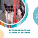 В Советском округе бездомная собака напала на мальчика