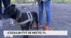 «Собакам тут не место?!»