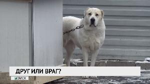 Друг или враг?