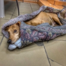 Омич жестоко избил свою собаку и оставил умирать