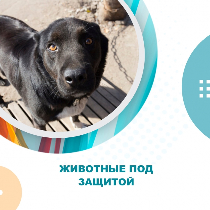 Животные под защитой