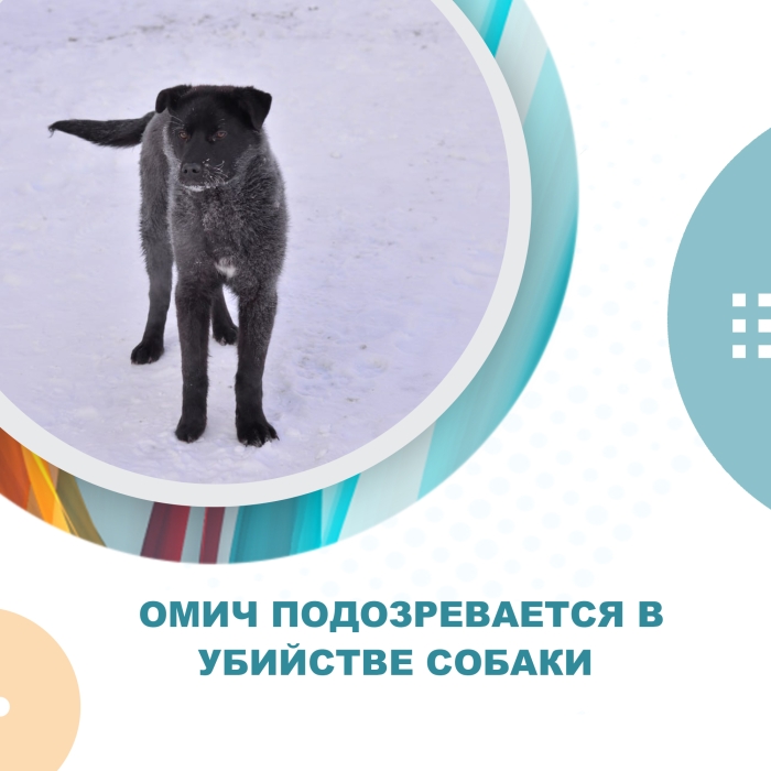 Омич подозревается в убийстве собаки