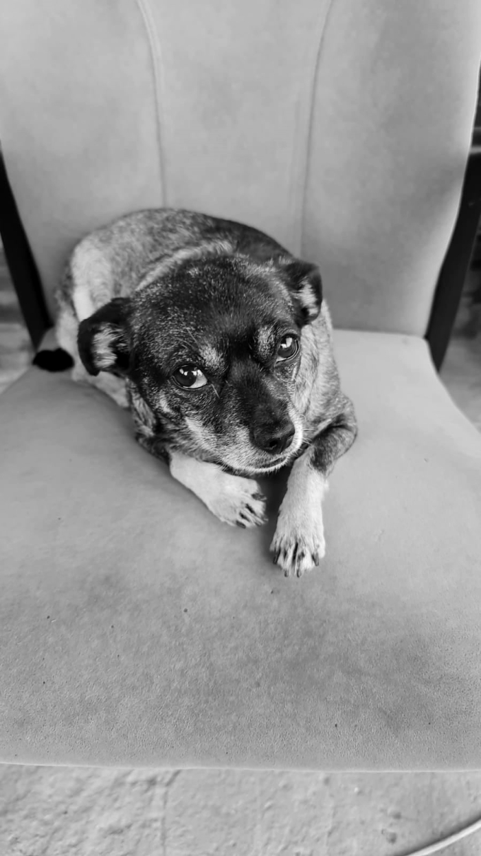 В Омске завели уголовное дело на очередного живодера