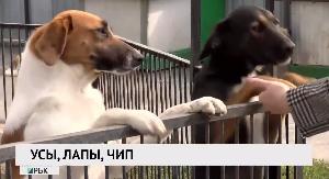 Усы, лапы, чип