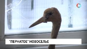 "Пернатое" новоселье