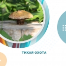 Тихая охота