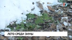 Лето среди зимы