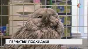 Пернатый подкидыш