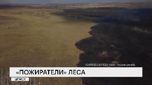 «Пожиратели» леса