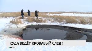 Куда ведет кровавый след?