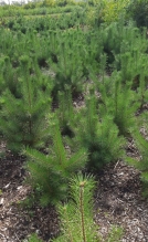 Сад в подарок омичам